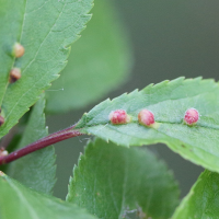 phyllocoptes_eupadi_galle3md