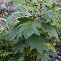 solanum_chrysotrichum3md