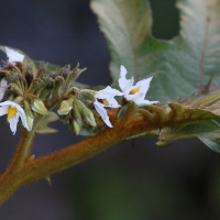 solanum_chrysotrichum4md