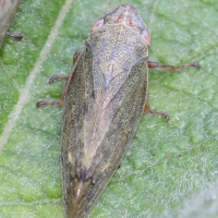 Aphrophora salicina (Cicadelle du saule)