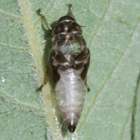 aphrophora_salicina_juv1md (Aphrophora salicina)