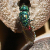 chrysis_ignita2md (Chrysis ignita)