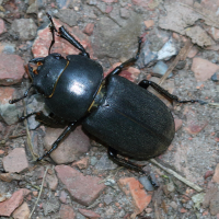 dorcus_parallelepipedus5md