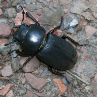 dorcus_parallelepipedus5md (Dorcus parallelipipedus)