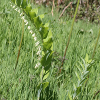 polygonatum_multiflorum6md