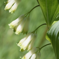 polygonatum_multiflorum7md