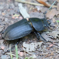 dorcus_parallelipipedus6bd (Dorcus parallelipipedus)