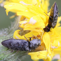 agrypnus_murinus5md (Agrypnus murinus)