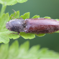 athous_haemorrhoidalis4md (Athous haemorrhoidalis)