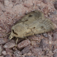 Agrotis exclamationis (Point d'exclamation)
