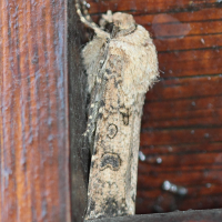 agrotis_segetum3bd (Agrotis segetum)