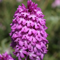 anacamptis_pyramidalis6md (Anacamptis pyramidalis)