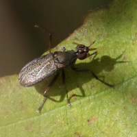 Coremacera marginata (Moucheron, Mouche)