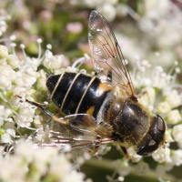 eristalis_nemorum5md (Eristalis nemorum)