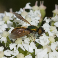 Chloromyia formosa (Chloromyie agréable)