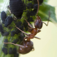 lasius_emerginatus2md