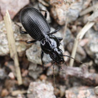 pterostichus_madidus4md