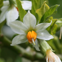 solanum_pseudocapsicum2md (Solanum pseudocapsicum)