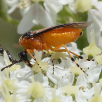 athalia_rosae4md (Athalia rosae)