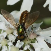 chloromyia_formosa2md (Chloromyia formosa)