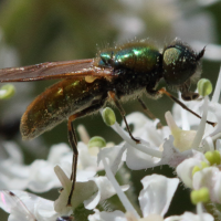 chloromyia_formosa3md (Chloromyia formosa)