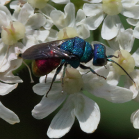 chrysis_ignita3md (Chrysis ignita)