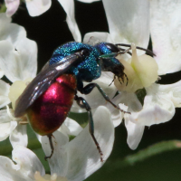 chrysis_ignita4md (Chrysis ignita)