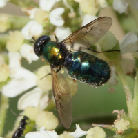 chloromyia_formosa4md (Chloromyia formosa)