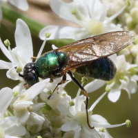 chloromyia_formosa5md (Chloromyia formosa)