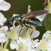 chloromyia_formosa6bd (Chloromyia formosa)