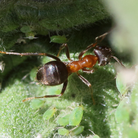 lasius_emarginatus3mdjpg