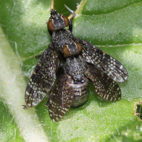 Platystoma seminationis (Mouche)