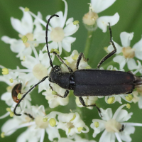 leptura_aethiops3md