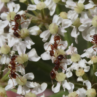 myrmica_rubra2md