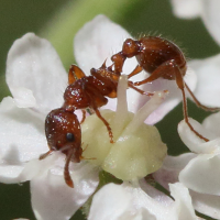 myrmica_rubra3md