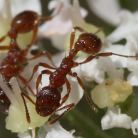 myrmica_rubra4md