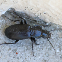 pterostichus_melanarius2md