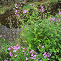 phlox_maculata1md