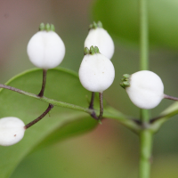 chiococca_alba3md (Chiococca alba)