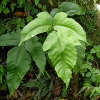 Tectaria heracleifolia (Tectaria, Fougère)