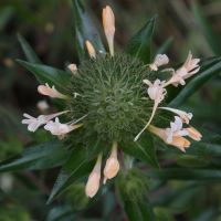 Collomia grandiflora (Collomie à grandes fleurs)