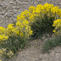 Erysimum rhaeticum (Vélar de Suisse)