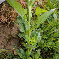 barbarea_vulgaris9md (Barbarea vulgaris)