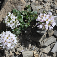 Noccaea corymbosa (Tabouret en corymbe, Tabouret de Leresche, Tabouret du mont Cenis)