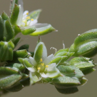 polycarpon_tetraphyllum4bd