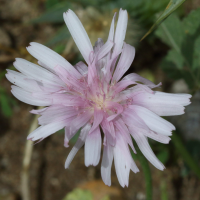 Crepis rubra (Crépide rouge, Crépis rouge)