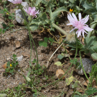 crepis_rubra2bd (Crepis rubra)