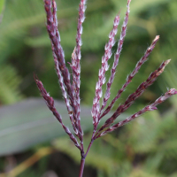 bothriochloa_ischaemum5md (Bothriochloa ischaemum)