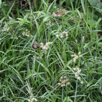 cyperus_luzulae4md (Cyperus luzulae)