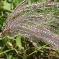 Paspalum saccharoides (Paspalum)